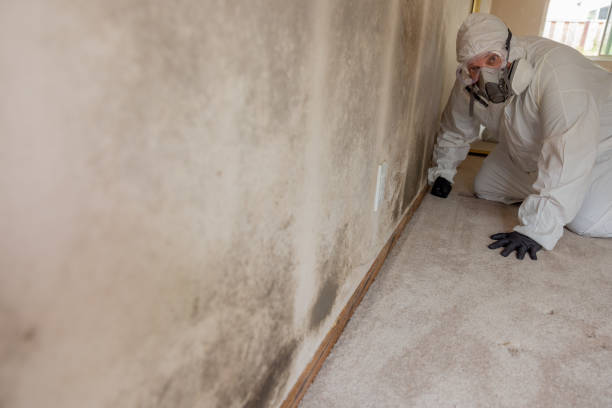 Professional Mold Removal in South Bend, WA